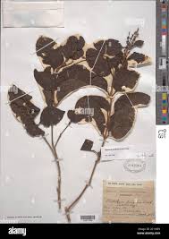 Image result for Scytopetalum pierreanum