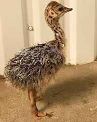 Rhea Bird Eggs For Sale Ostrich Chicks And Eggs For Sale Home Facebook
