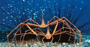 10 Biotic Factors In The Ocean Deep Sea Spider Leben