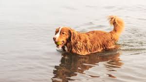 Image result for nova scotia duck tolling retrívr