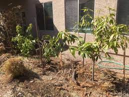 Fruit trees are surprisingly easy to grow in a backyard setting, and they yield years' worth of beautiful spring blooms and plentiful fruit. Growing Tropical Fruit Trees In Zone 9b Garden Of Luma