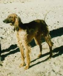 Tazi In Afghanistan