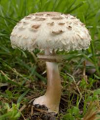 Gemeiner Safranschirmling Wikipedia