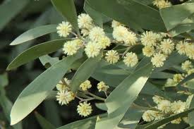 Image result for Acacia melanoxylon