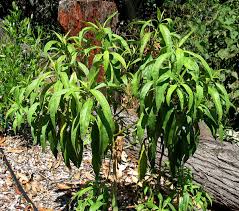 Image result for Silene kiwuensis