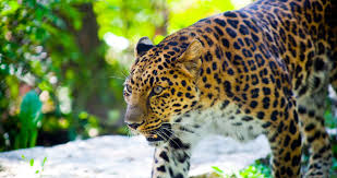 Every image can be downloaded in nearly every resolution to ensure it will work with your device. Dangerous Leopard 4k Ultra Hd Wallpaper Leopard Pictures Leopard Wallpaper Cheetah Wallpaper