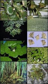 Image result for Trapa natans