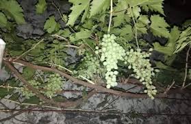 Check spelling or type a new query. Asiknya Tanam Anggur Di Teras Rumah Nutani Growing With Urbanfarming