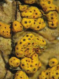 Image result for Vincetoxicum apiculatum