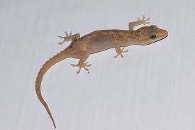 As a first step, spray the foundation of your home with a wide spectrum pesticide. Lizard Pest Control Services Mumbai 100 Safe Ecofriendlypests