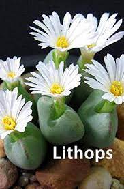 The living stone plant lithops karasmontana v lericheana, from the karasburg area in namibia, c193 region. The 10 Best Drought Tolerant Plants That Grow In Lack Of Water Drought Tolerant Plants Heat Tolerant Flowers Heat Tolerant Plants
