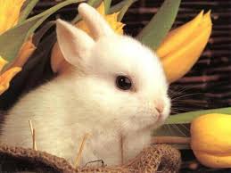 Maybe you would like to learn more about one of these? Cute White Baby Rabbit Wallpapers Wallpaper Cave