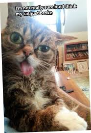Today Top 30 Reddit Funny Pictures Funny Animal Pictures Funny Cat Pictures Funny Cats