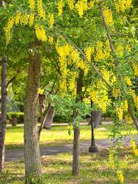 Image result for Cassia fistula