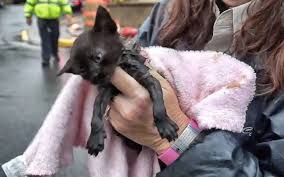 Upon hearing their cries for help, my neighbour came over, and he was able to climb in and pull them out to safety. Little Kitten Saved From Drowning Thanks To A 4 Year Old Love Meow