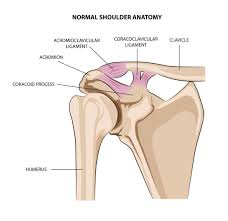 The anatomy of the shoulder girdle consists of several joints, or articulations, which connect the upper limb to the rest of the skeleton. Auckland Shoulder Clinic Injured Your Ac Joint