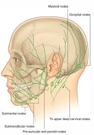 In fact, cervical lymphadenopathy can be one of the few. Easy Notes On Superficial Lymph Nodes And Lymph Vessels Earth S Lab