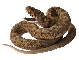 Brown Snake Png Image Snake Images Scary Snakes Png Images