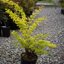 Image result for Berula thunbergii