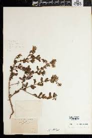 Image result for Pluchea ovalis