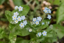 Check spelling or type a new query. How To Grow And Care For Forget Me Not Plants