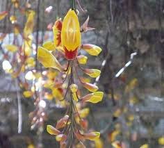 Image result for Thunbergia serpens