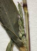 Image result for Digitaria setifolia