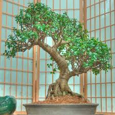 Pruning money trees indoor money trees, especially those that are braided, do not need to be pruned very often, but you can remove dead or damaged plant material when you water or fertilize. 4 Steps To Prune The Perfect Jade Bonsai World Of Succulents Jade Bonsai Bonsai Tree Crassula Bonsai