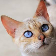 Алтайская голубоглазка, ojos azules cat and kittens has 1,050 members. Tanglewood Cattery Tanglewoodcats Twitter