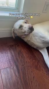 Colorful Family Dogs: A Heartwarming Pov