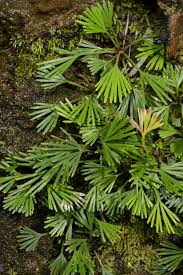 Image result for Actiniopteris semiflabellata