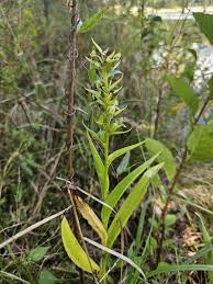 Image result for Habenaria disparilis
