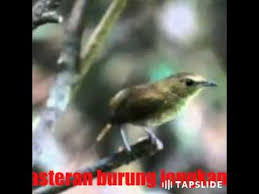 Download lagu suara burung plamboyan betina mp3 dan video klip mp4 (3.88 mb) gudanglagu. Masteran Burung Jongkangan Cingcoang By Nada Tunggul