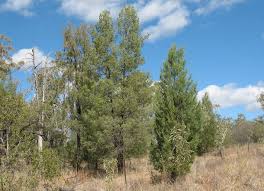 Image result for Callitris