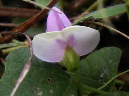 Image result for Dolichos trilobus