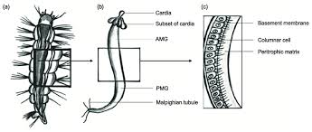 Jun 23, 2021 · mosquito season: A Larval Stage Of Mosquito With External Morphology B Generalised Download Scientific Diagram