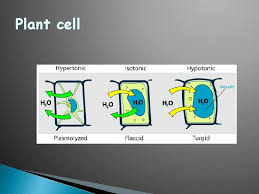 N animal cells are more subject to death if solute concentrations are not regulated (why?). Water Relations Water Potential Osmotic Potential Pressure Potential