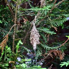 They love deciduous trees, coniferous trees, fruit trees and perennial flowers; Bagworms Tree Resolutions Trees Urban Forestry