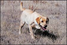 One of the friendliest breeds out there, yellow labs are great companions and love to be a part of the family. The Pointing Labrador