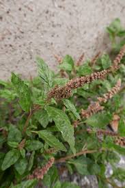Image result for Amaranthus deflexus
