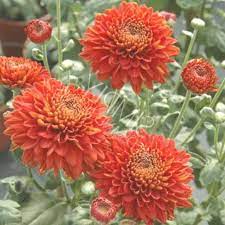 Chrysanthemum Red Wendy 39red Chrysanthemum Wendy Wendy39 Flower Farm Chrysanthemum Flower Chrysanthemum