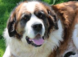 How long can dogs live with untreated cancer? Lymphoma In Dogs Mar Vista Animal Medical Center