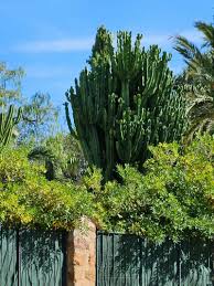 Image result for Euphorbia candelabrum
