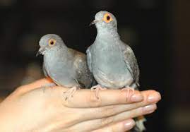 Diamond Dove Home Page Living With Doves