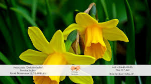 Żonkil — {{/stl 13}}{{stl 8}}rz. Zonkil Uprawa Kiedy Sadzic Kwiaty Symbolika Dzika Orchidea