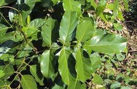 Image result for Xeroderris stuhlmannii