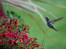 The best locations for potted hummingbird flowers. Hanging Basket Care Goffle Brook Farms