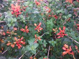 Image result for Ruttya fruticosa