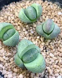 Split Rock Pleiospilos Nelii Mimicry Plant Succulents Succulent Fertilizer