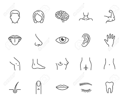 Human body parts for women. Human Body Parts Flat Line Icons Set Man Woman Head Brain Nose Mouth Foot Ear Lips Vector Illustration Outline Signs For Plastic Surgery Medical Clinic Pixel Perfect 64x64 Editable Strokes Royalty Free